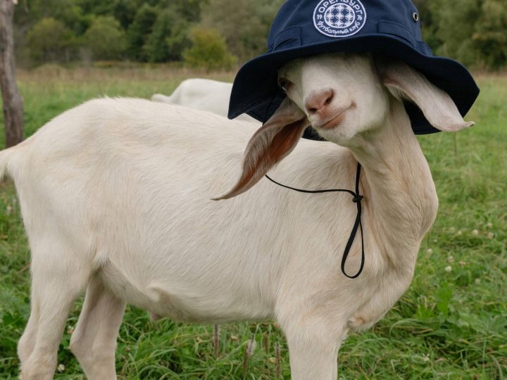 Модели, футболисты и козы: «Оренбург» представил новую коллекцию мерча